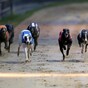 Two men charged with using kittens as live bait for greyhound training