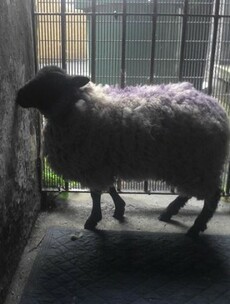 The DSPCA has taken custody of the sheep found in a block of Dublin flats