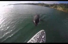 This guy filmed a killer whale nibbling the end of his paddleboard