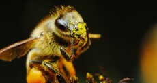 Whatever the referendum result - there'll be one clear winner ... Bees