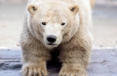 BP accidentally shoots polar bear then watches it die in Alaska