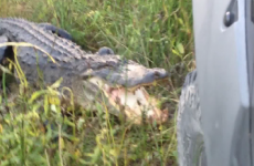 This video of an alligator attacking a truck will terrify you