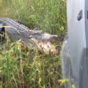 This video of an alligator attacking a truck will terrify you