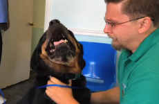This dog was reunited with his owner after 8 years, and was ecstatic to see him