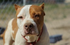 Man set his pit bull on gardaí as they tried to search house for drugs