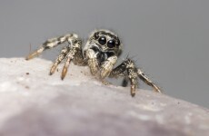'I couldn't go out without getting spiders in my beard': The week in quotes