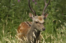 Wildlife group calls for government to stand up against lobbying for deer cull