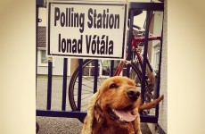 The adorable #DogsAtPollingStations hashtag put everyone in a good mood today