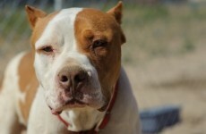 Man to appear in court after pitbull set on gardaí