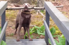This dog waged a bitter battle with a bridge to keep his stick