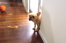 Watch this extremely guilty dog try to avoid an awkward situation