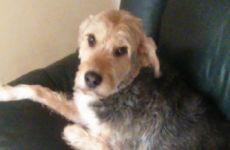 This Dublin dog destroyed his owner's couch, and he feels very bad about it