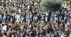16 amazing photos from a penguinologist's lens