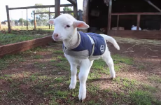 This lamb excitedly wagging his tail is the cutest thing you'll see today