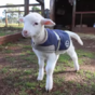 This lamb excitedly wagging his tail is the cutest thing you'll see today