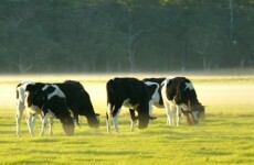 Investigation launched after woman killed by cow in Monaghan