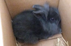 Danish radio station kills baby rabbit with bicycle pump