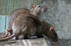 Cork gardaí working in stations infested with rats