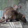 Cork gardaí working in stations infested with rats