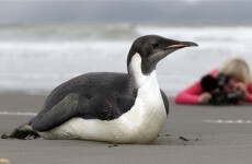 Happy Feet the Penguin is on his way home to Antarctica