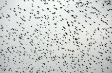 UN agency warns of potential bird flu resurgence