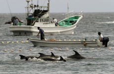 Japanese fishermen are going to keep on killing dolphins
