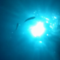 This lad dropped his iPhone into the sea and it recorded the whole thing