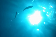Man dropped his iPhone into the sea and it recorded what happened