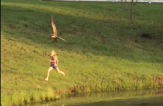 This little girl got chased by a goose, and all her dad could do was laugh