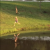 This little girl got chased by a goose, and all her dad could do was laugh
