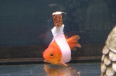 Someone made a wheelchair for their goldfish and it is everything