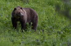 Man killed in second Yellowstone bear attack this summer