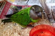 This Senegalese bird might have taken a wrong turn at the Ivory Coast and ended up in Cork...