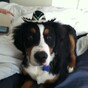 16 essential facts of life for dog owners