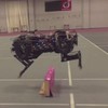 This four-legged robot can jump over walls without breaking its stride