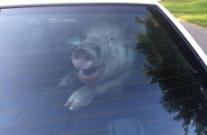 Can you guess what this smug pig just did in a police car?