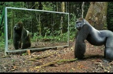 Photographer sets up mirror in the jungle, animals freak out at their reflections