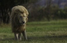 Tourist killed after lion jumps through window of her car
