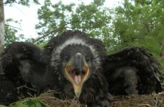 Rare white-tailed eagle chicks hatched in four Irish counties
