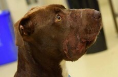Man arrested for animal cruelty after Staffie found with mouth taped shut