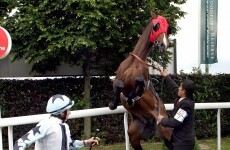 Jockey cleared of punching his horse before start of race
