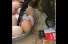 This footage of a snake stealing an egg from a family's kitchen is freaking out the internet