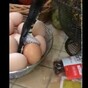 This footage of a snake stealing an egg from a family's kitchen is freaking out the internet