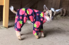 Ah nothing, just some baby goats frolicking about in onesies