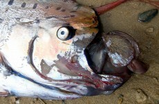 This rare, massive 'sea serpent' washed up on a beach