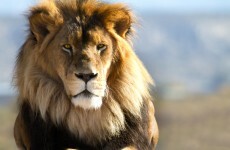 Lion that killed American tourist to be moved to another park