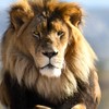 Lion that killed American tourist to be moved to another park