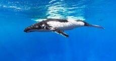 19 of the most stunning images from Google Street View... underwater