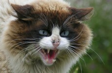 This man was forced to call 911 after a 4-hour standoff with an angry cat