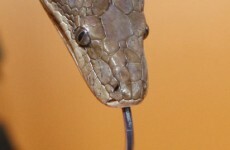Snakes On A Plane! Man stopped at Miami airport with bags of snakes